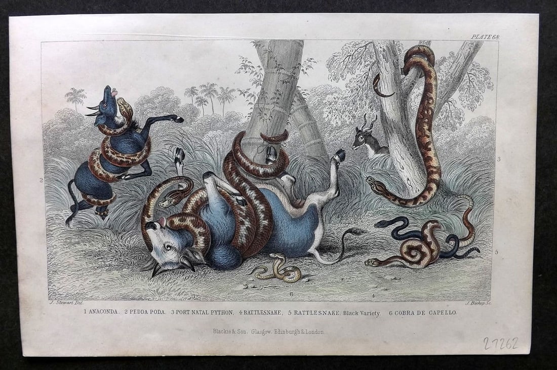 Goldsmith, Oliver 1857 HC Print. Anaconda, Pedda Poda, Python Rattlesnakes Cobra Snakes (1 of 1)