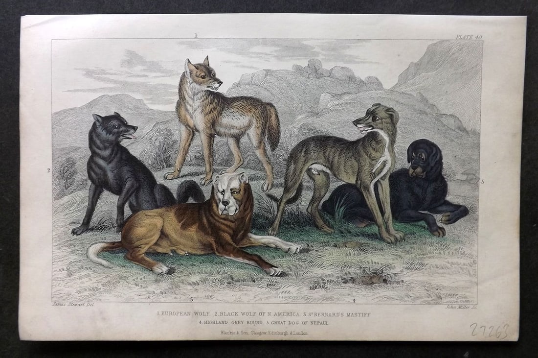 Goldsmith, Oliver 1857 European Wolf, Black Wolf, St. Bernard's Mastiff, Greyhound Dog (1 of 1)