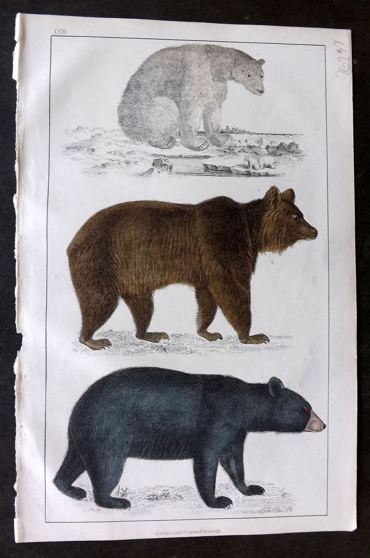 Goldsmith, Oliver 1855 Hand Col Print. Black Bear of America, Brown Bear, Polar Bear 56: Antique Etching/Engraving Published 1855 by A. Fullarton & Co., London for "A History of the Earth and Animated Nature" by Oliver Goldsmith. Fine hand colour as issued. Paper Size: 10 x 6 inch (25 x 1