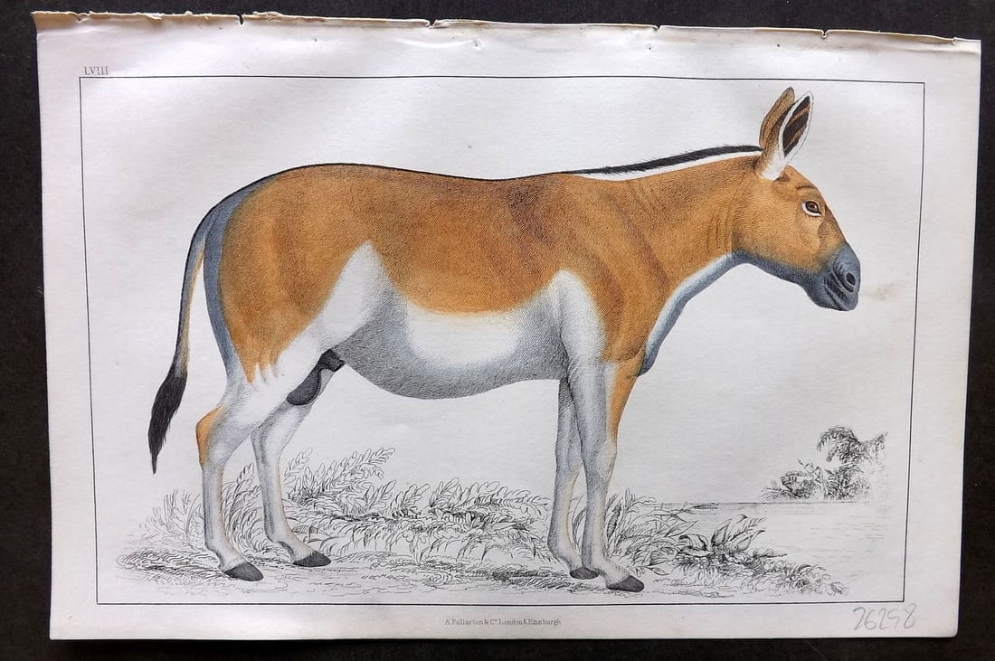 Goldsmith, Oliver 1855 Hand Col Print. Dziggtai 58: Antique Etching/Engraving Published 1855 by A. Fullarton & Co., London for "A History of the Earth and Animated Nature" by Oliver Goldsmith. Fine hand colour as issued. Paper Size: 10 x 6 inch (25 x 1