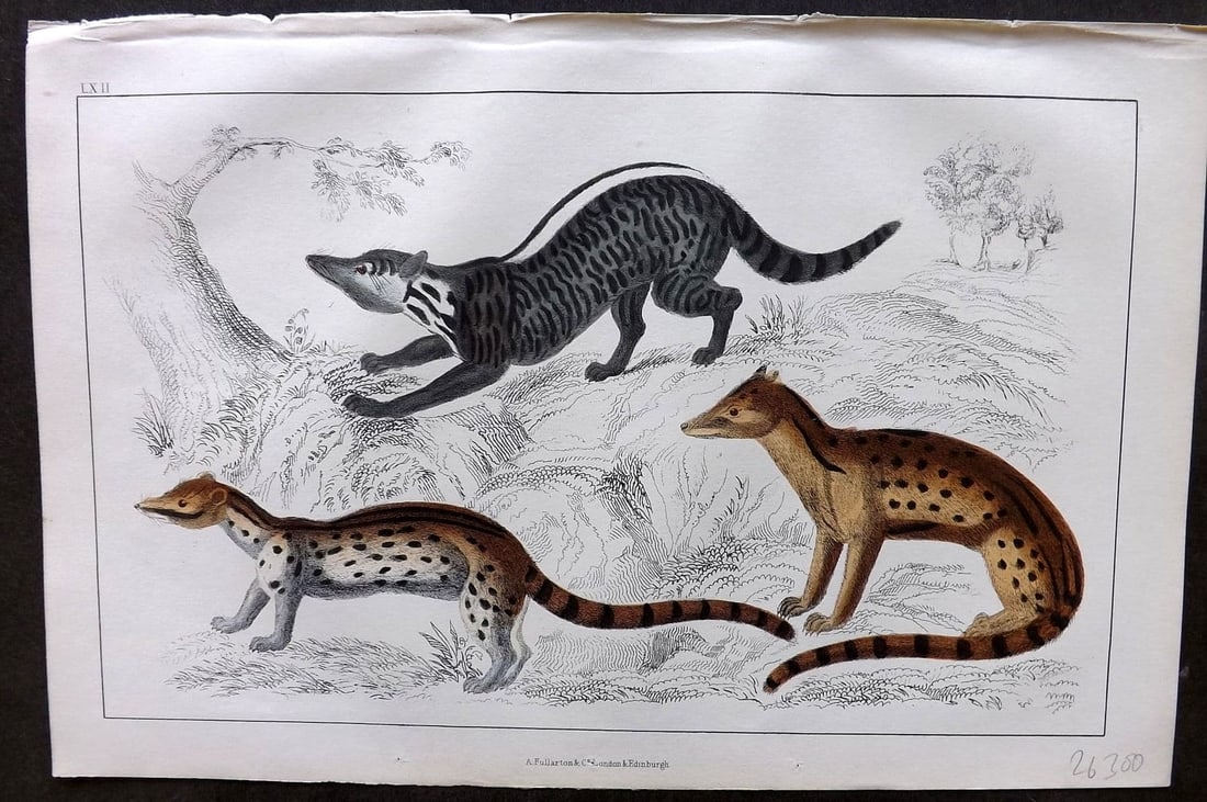 Goldsmith, Oliver 1855 Hand Col Print. Zibet, Fossane, Malacca Genet 62: Antique Etching/Engraving Published 1855 by A. Fullarton & Co., London for "A History of the Earth and Animated Nature" by Oliver Goldsmith. Fine hand colour as issued. Paper Size: 10 x 6 inch (25 x 1