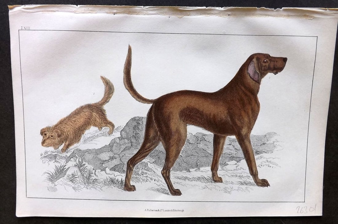 Goldsmith, Oliver 1855 Hand Col Print. Skye Terrier. Blood Hound Dog 63: Antique Etching/Engraving Published 1855 by A. Fullarton & Co., London for "A History of the Earth and Animated Nature" by Oliver Goldsmith. Fine hand colour as issued. Paper Size: 10 x 6 inch (25 x 1