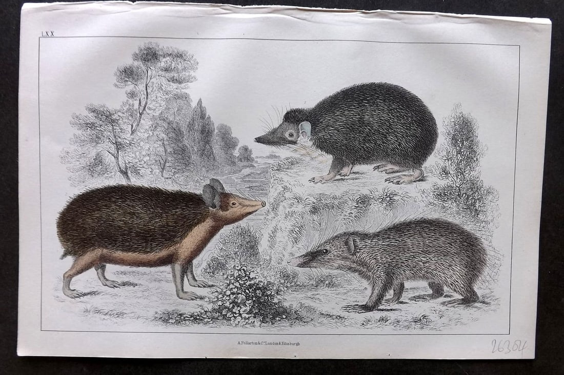 Goldsmith, Oliver 1855 HC Print. Swarthy Tendrac, Long Eared Hedgehog, Armed Tenrec 70 (1 of 1)