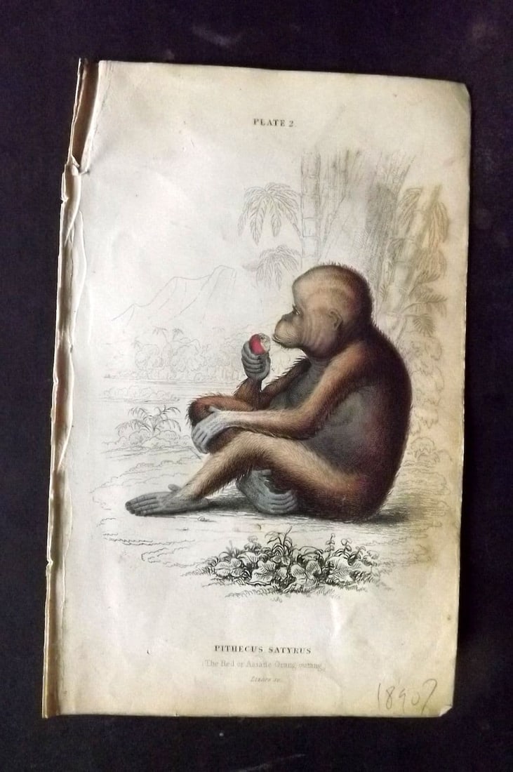 Jardine, William 1833 Hand Col Print. The Red or Asiatic Orang-Outang 02: Antique Steel Engraving/Etching Published 1833-43 by W. H. Lizars, Edinburgh for "The Naturalist's Library" by Sir William Jardine. Fine hand colour as issued. Some toning present. Paper Size: 6.5 x 4