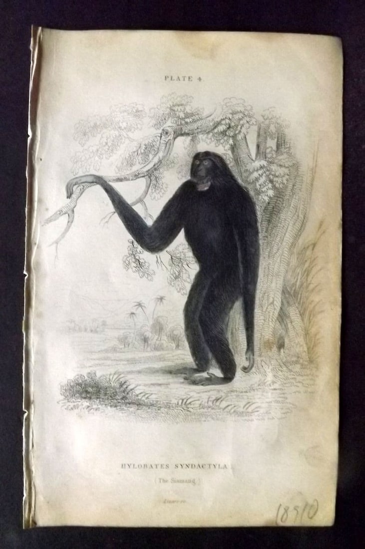 Jardine, William 1833 Hand Col Print. The Siamang 04: Antique Steel Engraving/Etching Published 1833-43 by W. H. Lizars, Edinburgh for "The Naturalist's Library" by Sir William Jardine. Fine hand colour as issued. Some toning present. Paper Size: 6.5 x 4