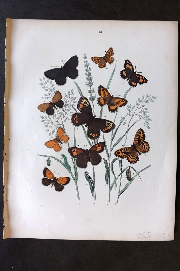 Kirby, William 1882 Hand Col Butterfly Print 13: Lithograph Published 1882, London for "European Butterflies and Moths" by W. F. Kirby. Printed in colours and finished by hand. Paper Size: 11 x 8.5 inch (28 x 22cm) Good Condition
