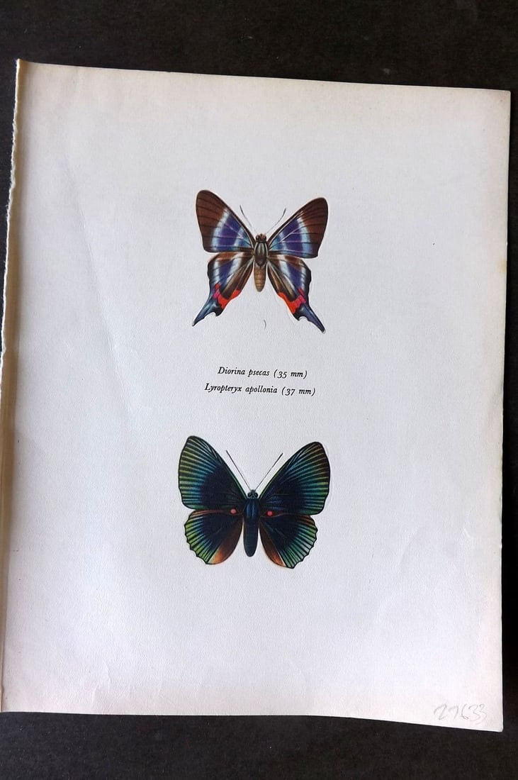 Prochazka, Frantisek 1963 Print. Diorina Psecas Saunders, Lyropteryx Apollinia Westwood: Vintage Offset Lithograph Published 1963, London for "Beautiful Butterflies" by J. Moucha. Illustrated by Frantisek Prochazka. Descriptive text to verso, but this relates to the adjacent plate. On nic