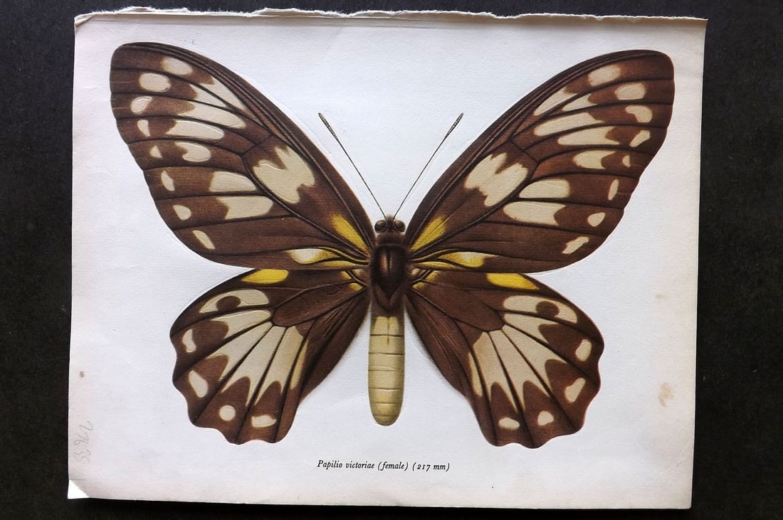 Prochazka, Frantisek 1963 Vintage Butterfly Print. Queen Victoria's Birdwing - Female (1 of 1)
