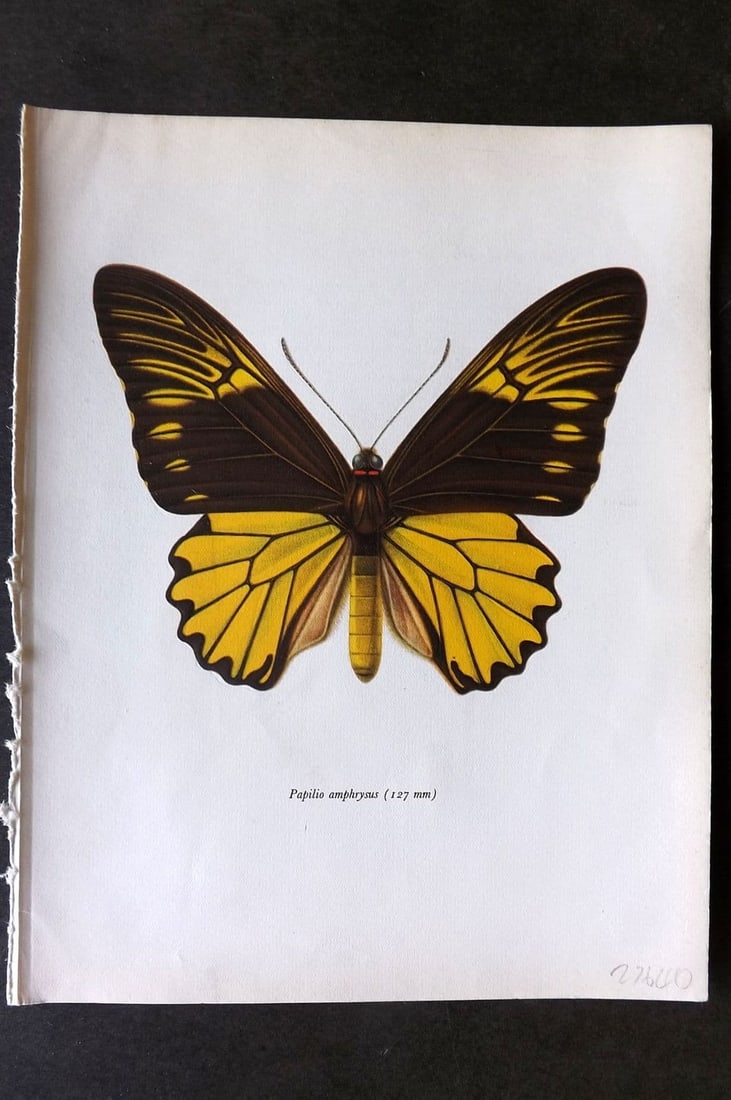 Prochazka, Frantisek 1963 Vintage Butterfly Print. Troides Amphrysus Cramer (1 of 1)