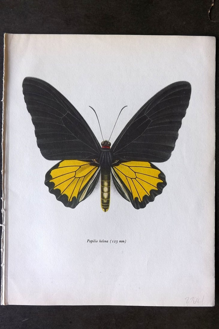 Prochazka, Frantisek 1963 Vintage Butterfly Print. The Helena Birdwing (1 of 1)
