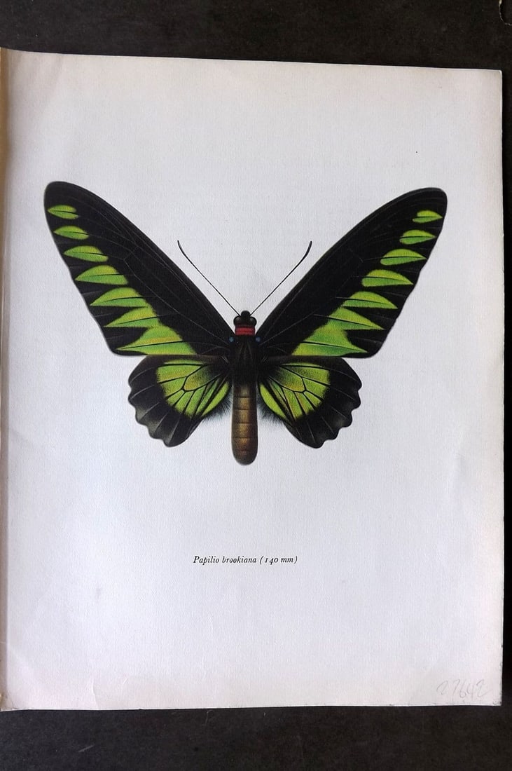 Prochazka, Frantisek 1963 Vintage Butterfly Print. Rajah Brook's Birdwing (1 of 1)