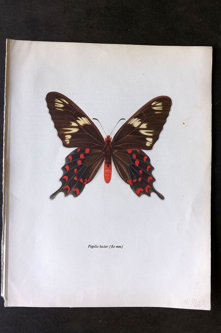 Prochazka, Frantisek 1963 Vintage Butterfly Print. Crimson Rose (1 of 1)