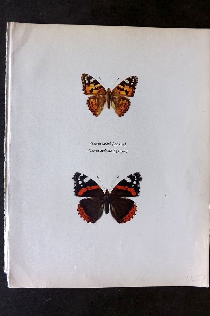 Prochazka, Frantisek 1963 Vintage Butterfly Print. Painted Lady, Red Admiral (1 of 1)