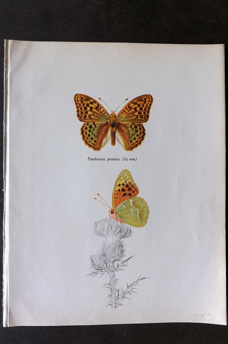 Prochazka, Frantisek 1963 Vintage Butterfly Print. The Silverstripe (1 of 1)