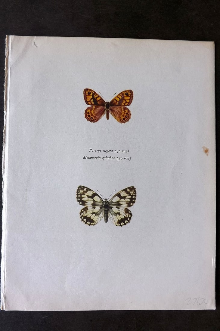 Prochazka, Frantisek 1963 Vintage Butterfly Print. Wall Butterfly, Marbled White (1 of 1)