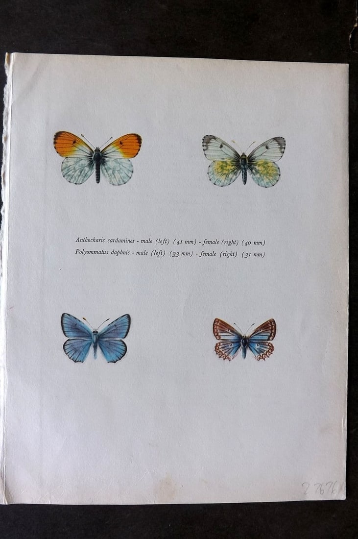 Prochazka, Frantisek 1963 Vintage Butterfly Print. Orange Tip, Meleager Blue (1 of 1)