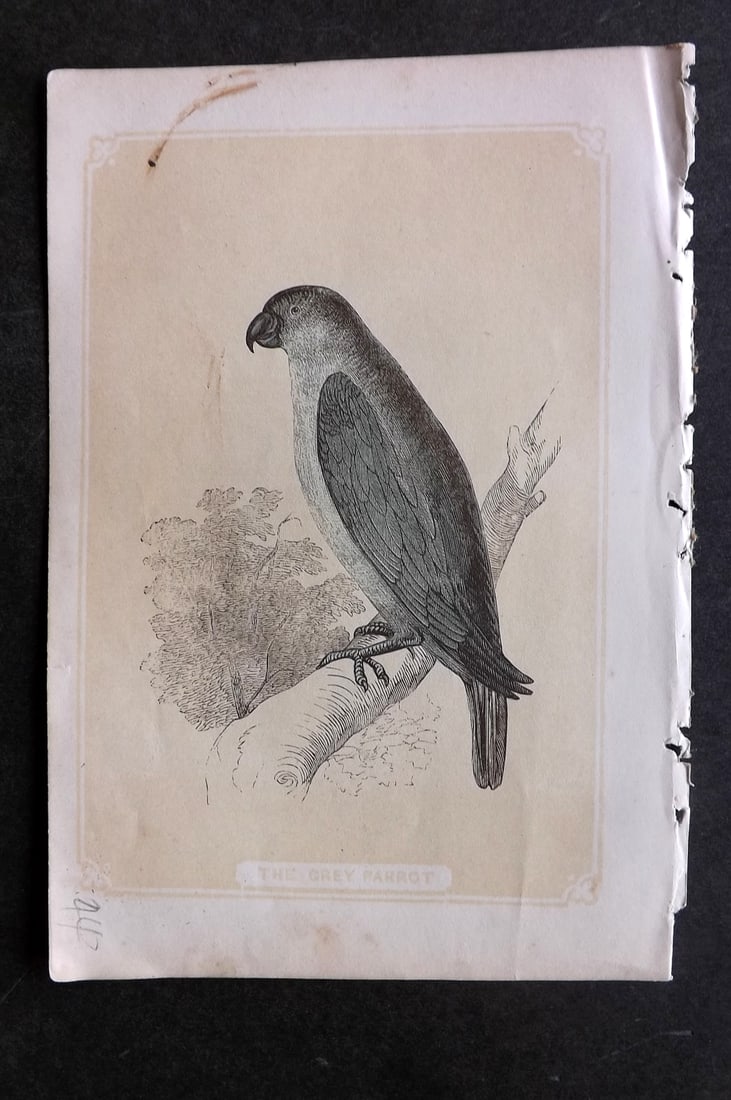 Bicknell, W. I. 1851 Antique Bird Print. Grey Parrot: Woodblocks Published 1851, London for "The Natural History of the Sacred Scriptures" by W. I. Bicknell. Paper Size: 6.5 x 5 inch (16.5 x 13cm) Minor mark present. Good Condition
