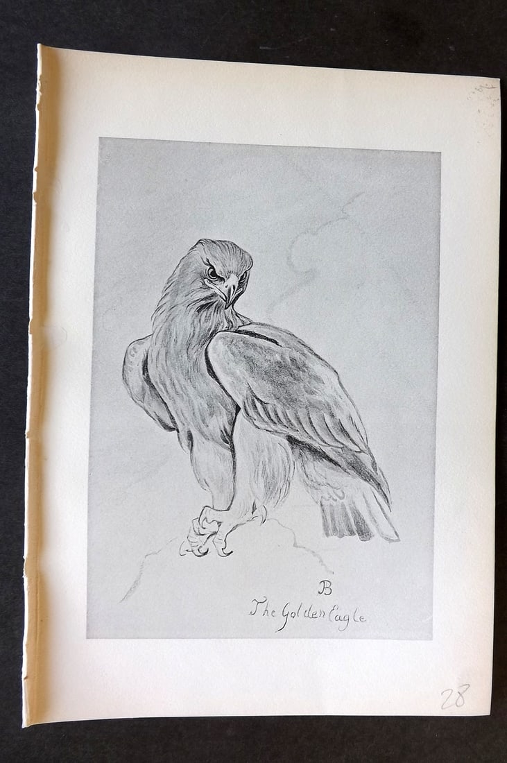Blackburn, Jemima 1895 Antique Bird Print. Golden Eagle: Lithographs Published 1895, Edinburgh for "Birds From Moidart and Elsewhere" Illustrated by Mrs Jemima Blackburn. Paper Size: 8.5 x 6 inch (22 x 16cm) Good Condition