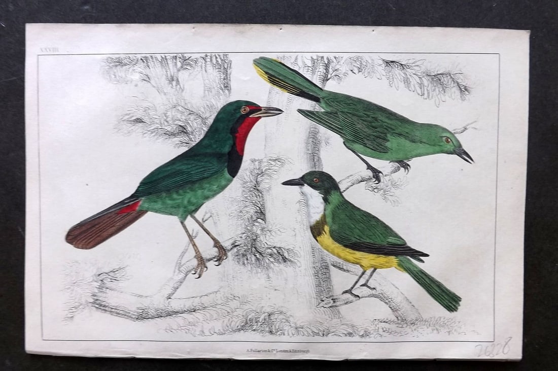 Goldsmith, Oliver 1855 Hand Col Bird Print. Thrish Shrikes 28: Antique Etching/Engraving Published 1855 by A. Fullarton & Co., London for "A History of the Earth and Animated Nature" by Oliver Goldsmith. Fine hand colour as issued. Paper Size: 10 x 6 inch (25 x 1