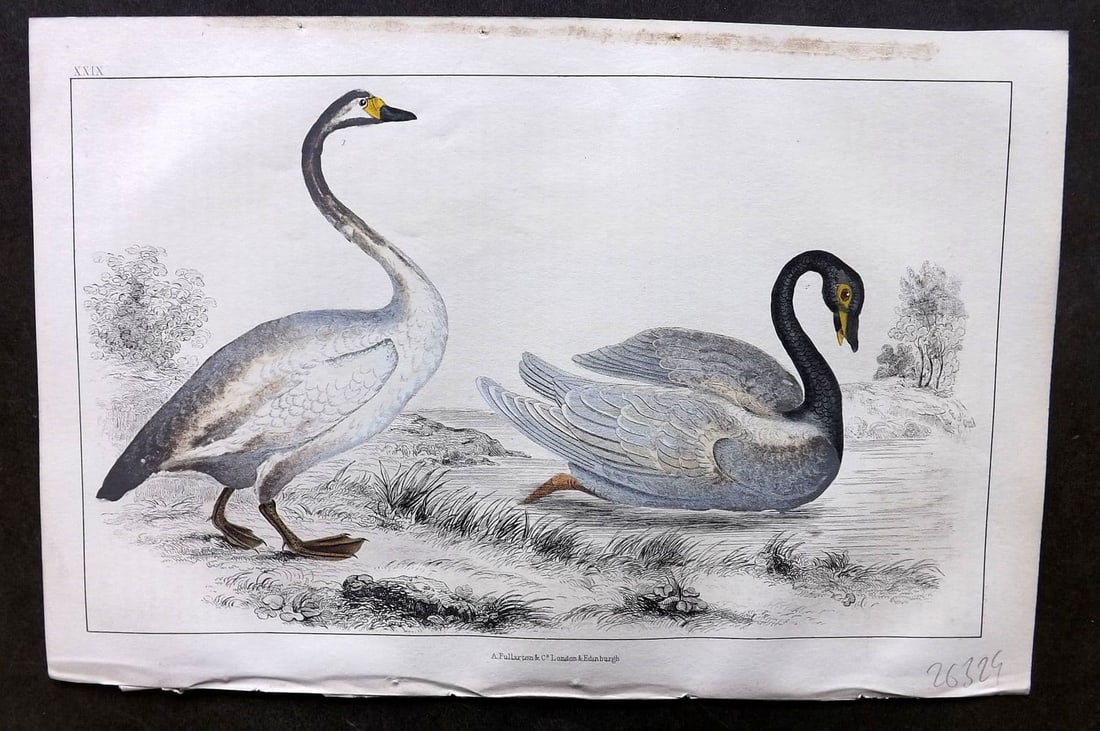 Goldsmith, Oliver 1855 Hand Col Bird Print. Bewick's & Black Necked Swan 29 (1 of 1)