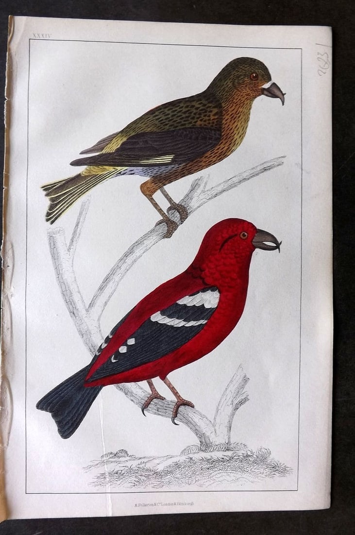 Goldsmith, Oliver 1855 Hand Col Bird Print. American & White Winged Crossbill 34: Antique Etching/Engraving Published 1855 by A. Fullarton & Co., London for "A History of the Earth and Animated Nature" by Oliver Goldsmith. Fine hand colour as issued. Paper Size: 10 x 6 inch (25 x 1