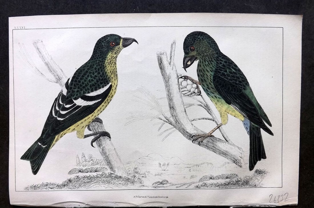 Goldsmith, Oliver 1855 Hand Col Bird Print. American & White Winged Crossbill 36: Antique Etching/Engraving Published 1855 by A. Fullarton & Co., London for "A History of the Earth and Animated Nature" by Oliver Goldsmith. Fine hand colour as issued. Paper Size: 10 x 6 inch (25 x 1
