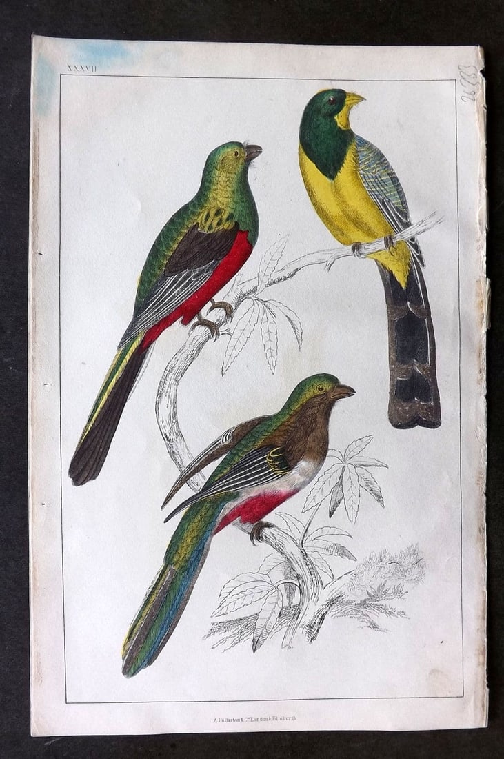 Goldsmith, Oliver 1855 Hand Col Bird Print. Reinwardt's & Flower Couroucoui 37: Antique Etching/Engraving Published 1855 by A. Fullarton & Co., London for "A History of the Earth and Animated Nature" by Oliver Goldsmith. Fine hand colour as issued. Paper Size: 10 x 6 inch (25 x 1