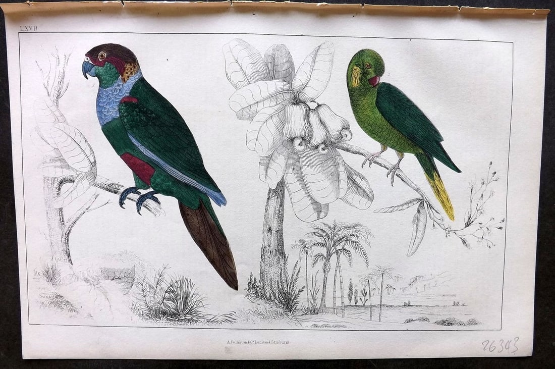 Goldsmith, Oliver 1855 Hand Col Bird Print. Tiriba & Coquette Parrakeet 67: Antique Etching/Engraving Published 1855 by A. Fullarton & Co., London for "A History of the Earth and Animated Nature" by Oliver Goldsmith. Fine hand colour as issued. Paper Size: 10 x 6 inch (25 x 1