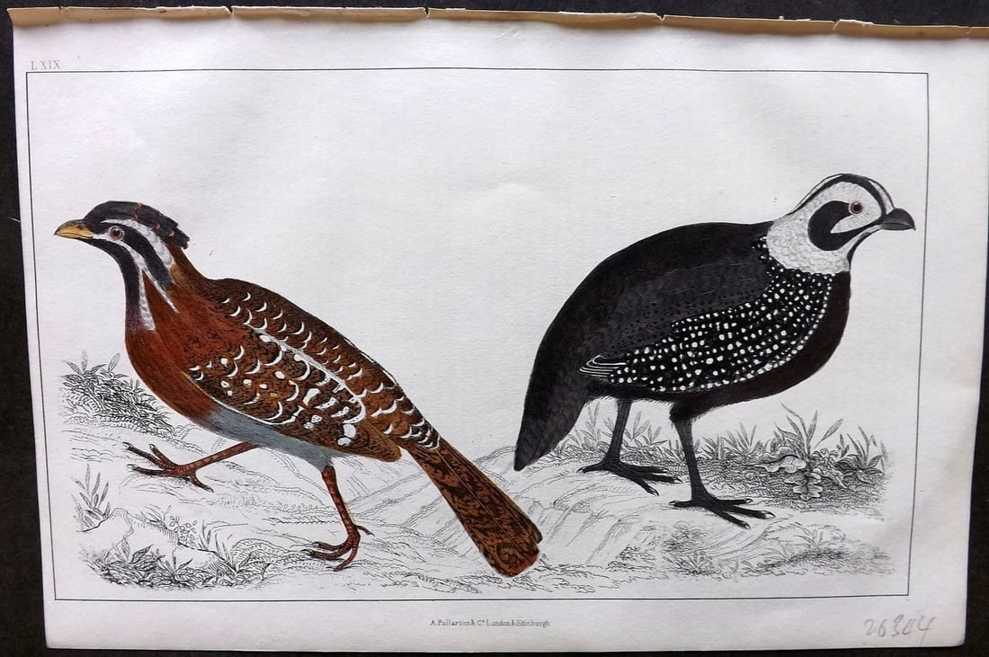 Goldsmith, Oliver 1855 Hand Col Bird Print. Long Tailed & Montezuma's Quail 69: Antique Etching/Engraving Published 1855 by A. Fullarton & Co., London for "A History of the Earth and Animated Nature" by Oliver Goldsmith. Fine hand colour as issued. Paper Size: 10 x 6 inch (25 x 1