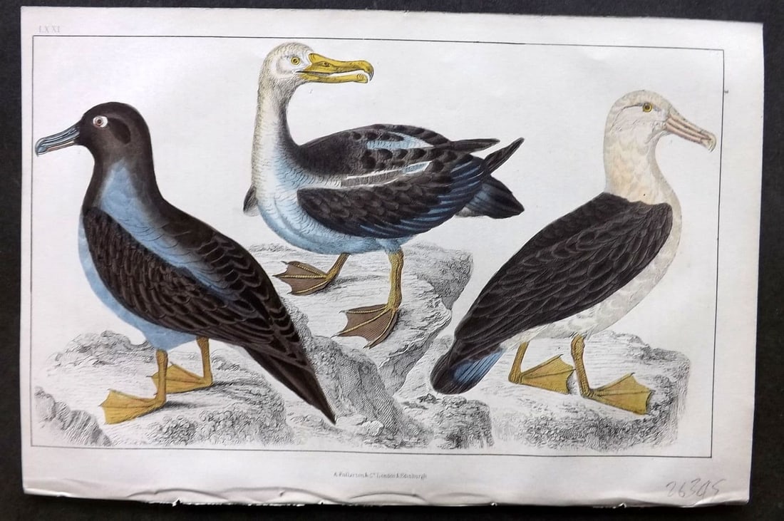 Goldsmith, Oliver 1855 Hand Col Bird Print. Common, Sooty & Black-Eyed Albatross 71: Antique Etching/Engraving Published 1855 by A. Fullarton & Co., London for "A History of the Earth and Animated Nature" by Oliver Goldsmith. Fine hand colour as issued. Paper Size: 10 x 6 inch (25 x 1