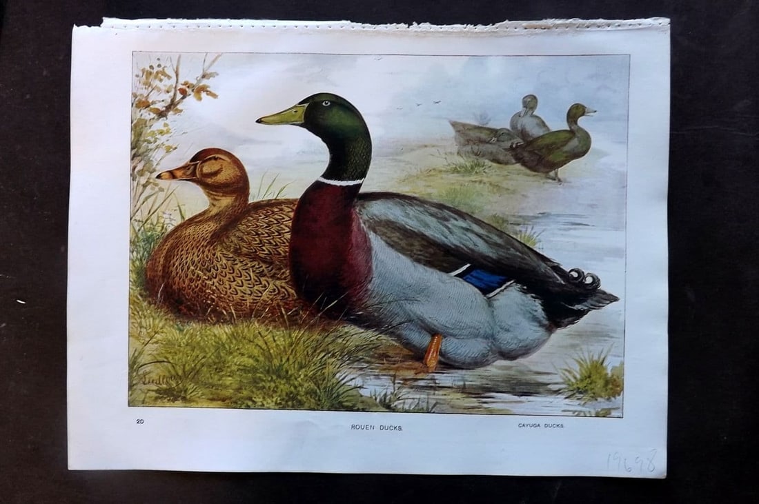 Ludlow, J. W. C1910 Bird Poultry Print. Rouen Ducks: Antique Offset Lithograph Published C1910 by Cassell & Co., London for "Wright's Book of Poultry" by S. H. Lewer. Illustrated by J. W. Ludlow. Paper Size: 10.5 x 8 inch (27 x 20cm) Good Condition