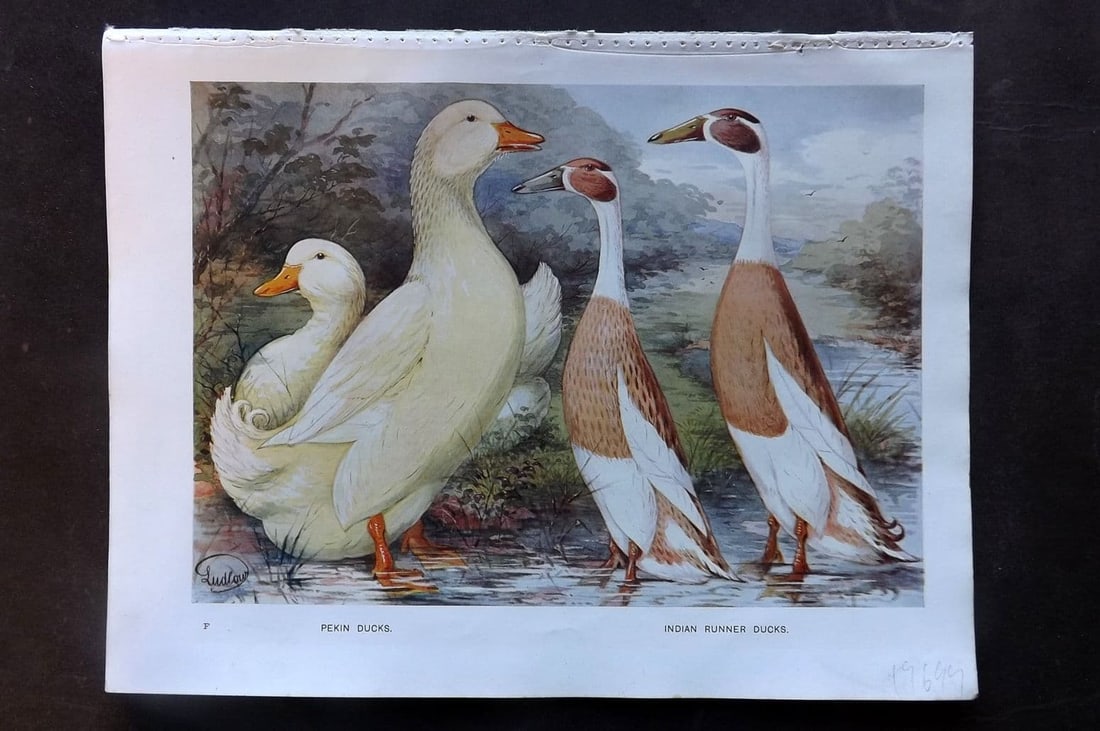 Ludlow, J. W. C1910 Bird Poultry Print. Pekin and Indian Runner Ducks: Antique Offset Lithograph Published C1910 by Cassell & Co., London for "Wright's Book of Poultry" by S. H. Lewer. Illustrated by J. W. Ludlow. Paper Size: 10.5 x 8 inch (27 x 20cm) Good Condition