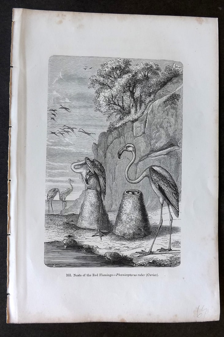 Pouchet, F. A. 1870 Antique Bird Print. Red Flamingo (1 of 1)