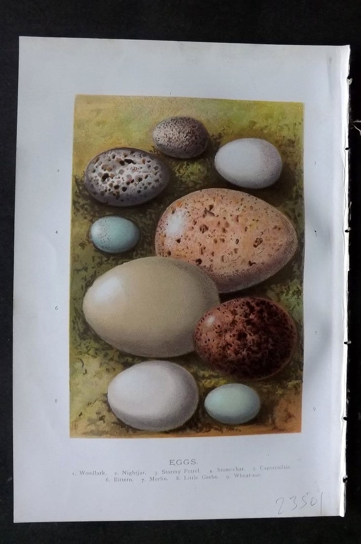 Swaysland, Walter 1883 Bird Egg. Woodlark, Nightjar, Stormy Petrel, Sonechat, Bittern (1 of 1)