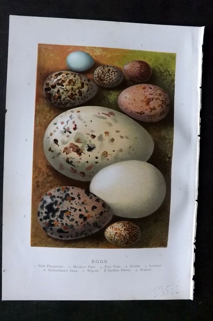 Swaysland, Walter 1883 Bird Egg. Flycatcher, Meadow Pipit, Tree Pipit, Dunlin, Wigeon (1 of 1)