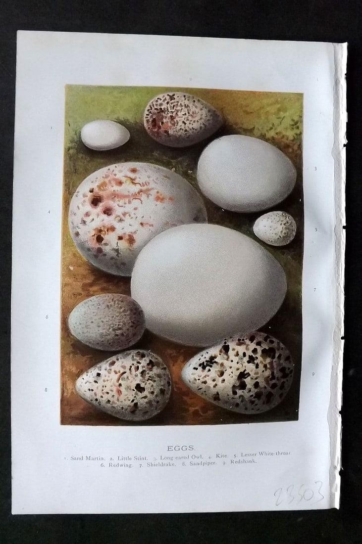 Swaysland, Walter 1883 Bird Egg. Sand Martin, Little Stint, Owl, Kite, Redwing, Shieldrake (1 of 1)