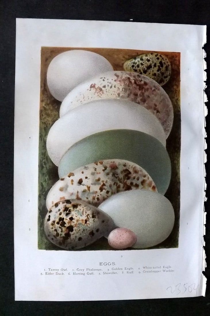 Swaysland, Walter 1883 Bird Egg. Tawny Owl, Grey Phalarope, Golden Eagle, Eider, Ruff (1 of 1)