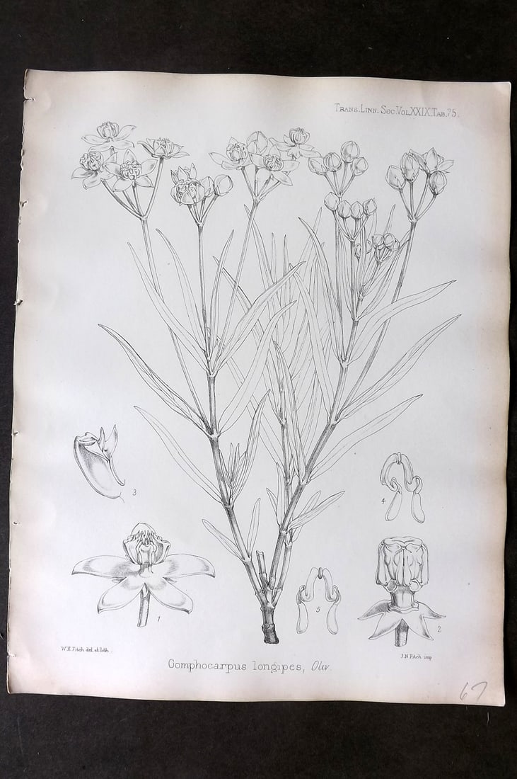 Fitch, Walter 1870's Botanical Print. Gomphocarpus Longipes 29-75 (1 of 1)
