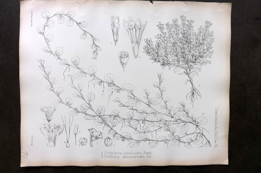 Fitch, Walter 1870's Botanical Print. Octopleura Loeselioides & Evolvulus dichondroides 29-78 (1 of 1)