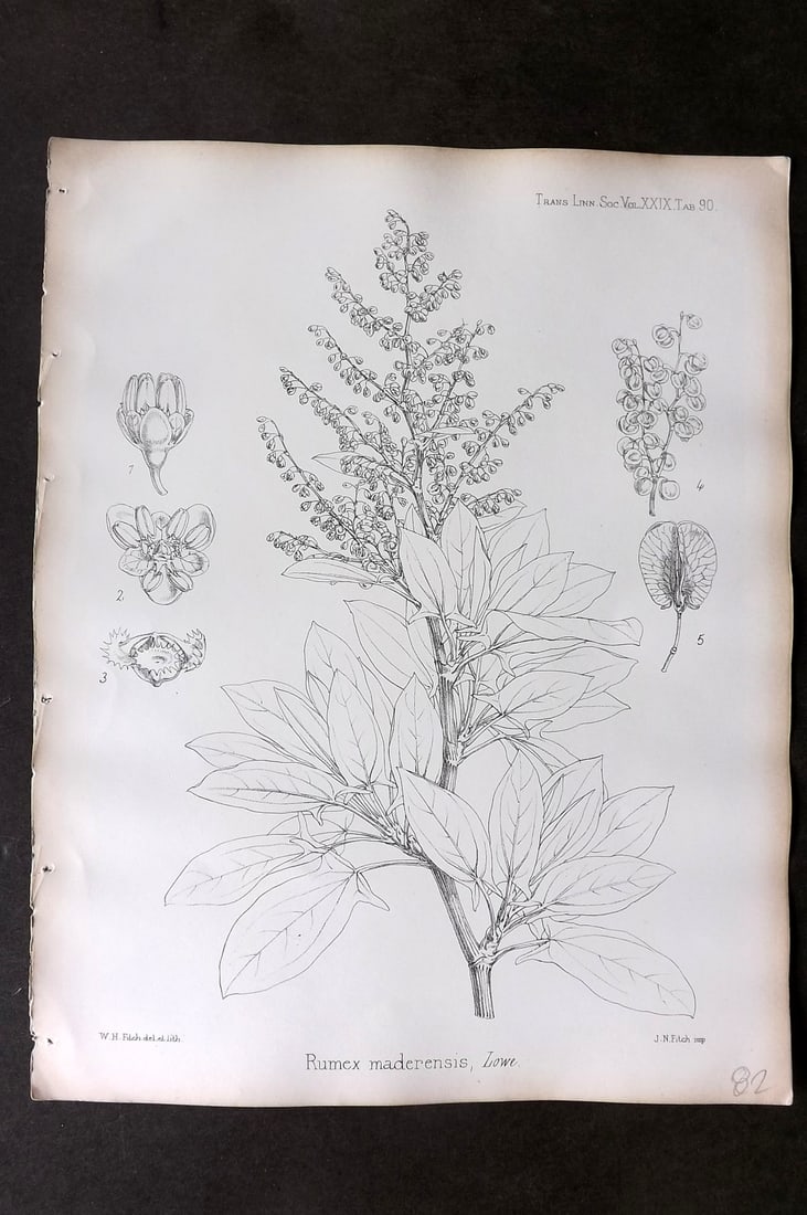 Fitch, Walter 1870's Botanical Print. Rumex Maderensis 29-90: Lithograph Published 1791-1955, London for "The Transactions of The Linnean Society of London" by Various Contributors. Illustrated by Walter Hood Fitch. Paper Size: 12 x 9 inch (30 x 23cm) Good Condi