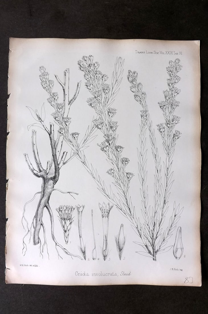 Fitch, Walter 1870's Botanical Print. Gnidia Involucrata 29-91 (1 of 1)