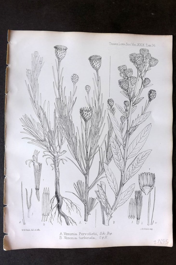 Fitch, Walter 1870's Antique Botanical Print. Veronia Perrottetii & Turbinata 29-56: Antique Lithograph Published 1791-1955, London for "The Transactions of The Linnean Society of London" by Various Contributors. Illustrated by Walter Hood Fitch. Paper Size: 12 x 9 inch (30 x 23cm) Go