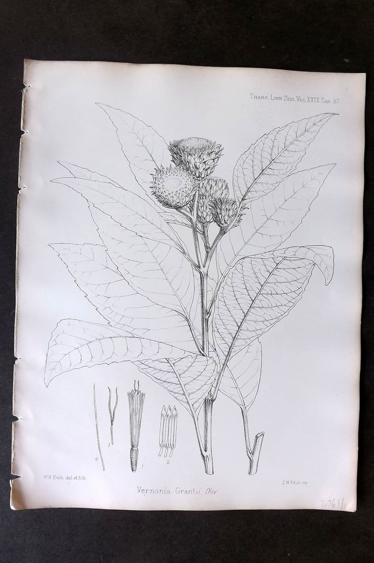 Fitch, Walter 1870's Antique Botanical Print. Veronia Grantii 29-57: Antique Lithograph Published 1791-1955, London for "The Transactions of The Linnean Society of London" by Various Contributors. Illustrated by Walter Hood Fitch. Paper Size: 12 x 9 inch (30 x 23cm) Go