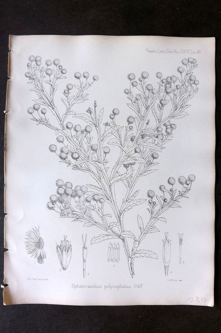 Fitch, Walter 1870's Antique Botanical Print. Sphaeranthus Polycephalus 29-59 (1 of 1)