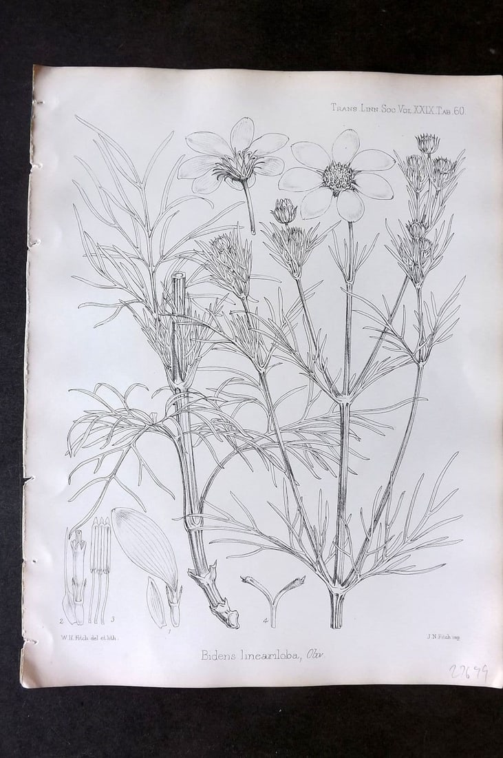 Fitch, Walter 1870's Antique Botanical Print. Bidens Lineariloba 29-60: Antique Lithograph Published 1791-1955, London for "The Transactions of The Linnean Society of London" by Various Contributors. Illustrated by Walter Hood Fitch. Paper Size: 12 x 9 inch (30 x 23cm) Go