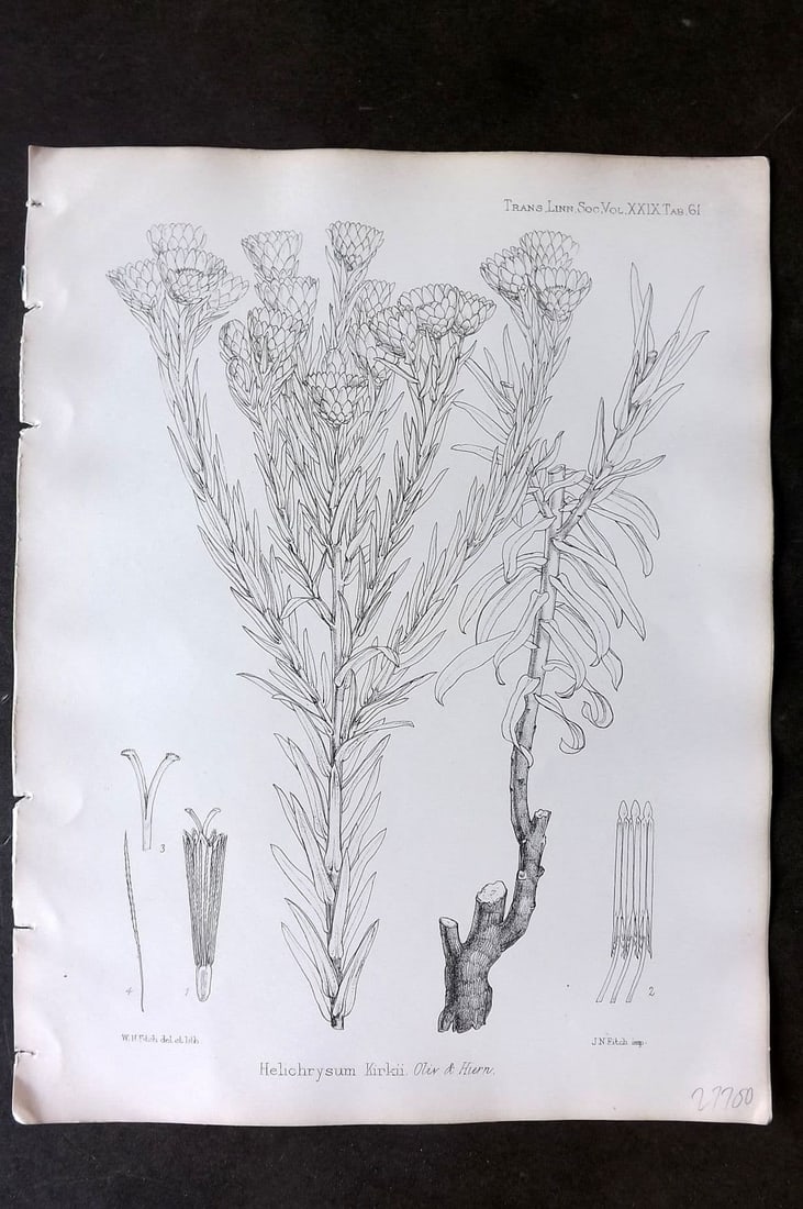 Fitch, Walter 1870's Antique Botanical Print. Helichrysum Kirkii 29-61: Antique Lithograph Published 1791-1955, London for "The Transactions of The Linnean Society of London" by Various Contributors. Illustrated by Walter Hood Fitch. Paper Size: 12 x 9 inch (30 x 23cm) Go