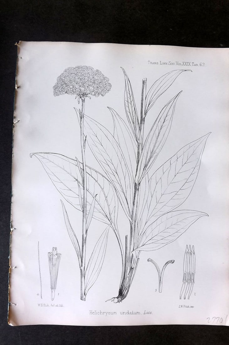 Fitch, Walter 1870's Antique Botanical Print. Helichrysum Undatum 29-62: Antique Lithograph Published 1791-1955, London for "The Transactions of The Linnean Society of London" by Various Contributors. Illustrated by Walter Hood Fitch. Paper Size: 12 x 9 inch (30 x 23cm) Go