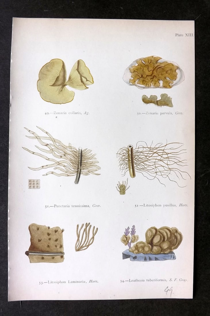 Gatty, Mrs Alfred 1872 Seaweed Print. Zonaria, Punctaria, Litosiphon, Leathesia 13: Woodblock Published 1872, London for "British Sea-Weeds. Drawn From Professor Harvey's 'Phycologia Britannica'" by Mrs Alfred Gatty. Printed in colours, some plates with additional hand colour. Paper 