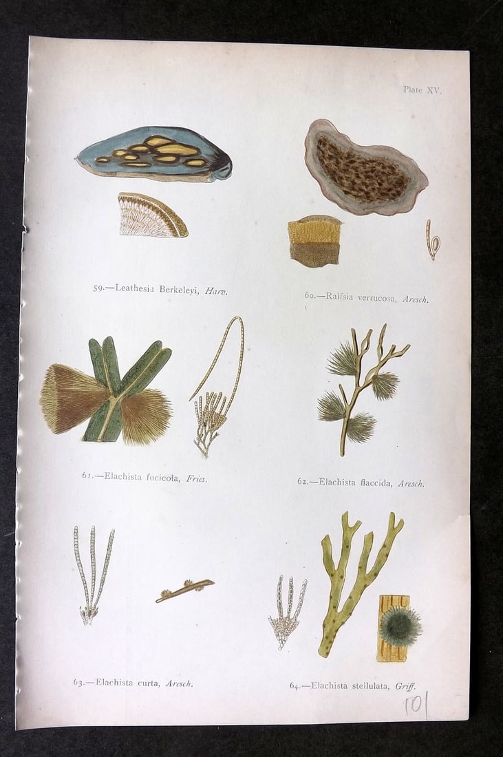 Gatty, Mrs Alfred 1872 Seaweed Print. Leathesia, Ralfsia, Elachista 15: Woodblock Published 1872, London for "British Sea-Weeds. Drawn From Professor Harvey's 'Phycologia Britannica'" by Mrs Alfred Gatty. Printed in colours, some plates with additional hand colour. Paper 