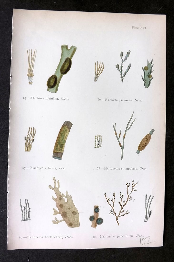 Gatty, Mrs Alfred 1872 Seaweed Print. Elachista, Myrionema 16: Woodblock Published 1872, London for "British Sea-Weeds. Drawn From Professor Harvey's 'Phycologia Britannica'" by Mrs Alfred Gatty. Printed in colours, some plates with additional hand colour. Paper 
